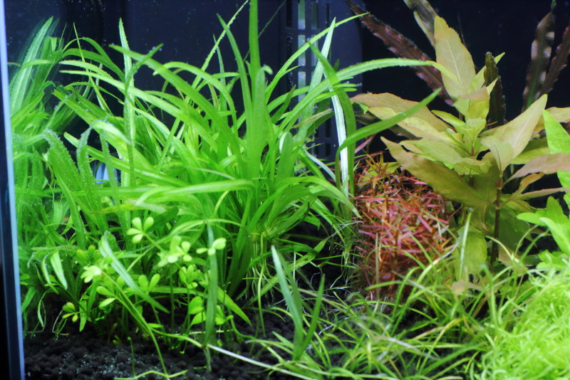 植栽から89日目　チェーンアマゾン